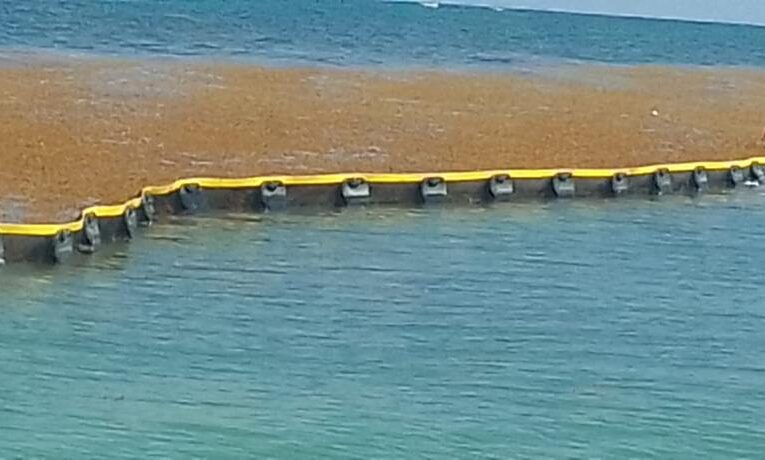 Cancún se blinda contra el sargazo: instalarán nuevas barreras en playas del Caribe mexicano