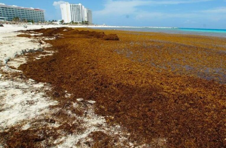 Del problema ambiental a la oportunidad económica: proponen convertir el sargazo en bioplásticos, energía y materiales de construcción